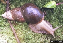 African giant snail