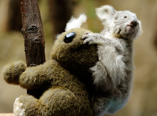 Koala cuddles cuddly koala toy