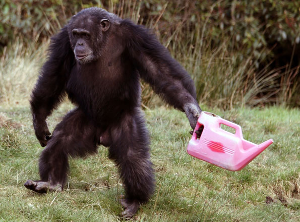 Chimp with watering can