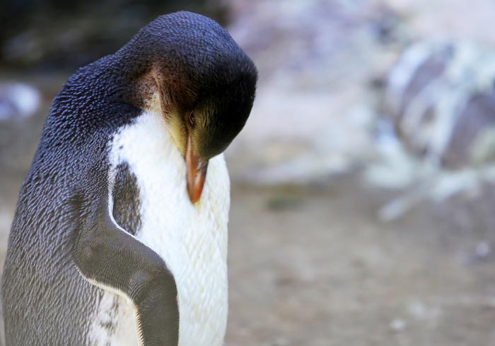 The yellow-eyed penguin, or hoiho, is on New Zealand's endangered list