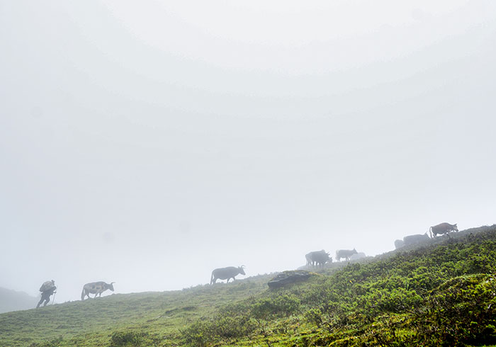 Chauris have been vital to the livelihoods of nomadic communities in the Himalayas