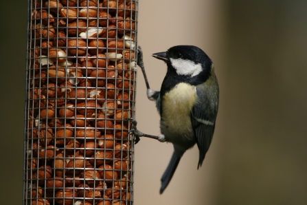 Great tit