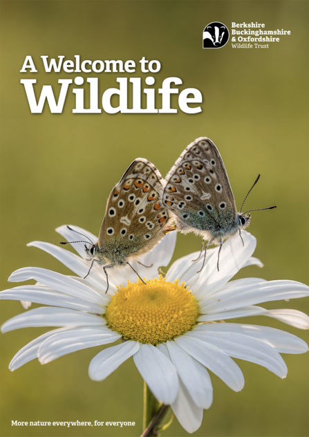 Cover image of the BBOWT new members magazine showing two Adonis blue butterflies mating on an oxeye daisy flower