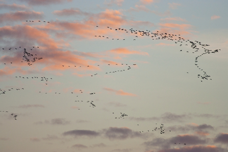 Flock of pink-footed geese flying at sunset