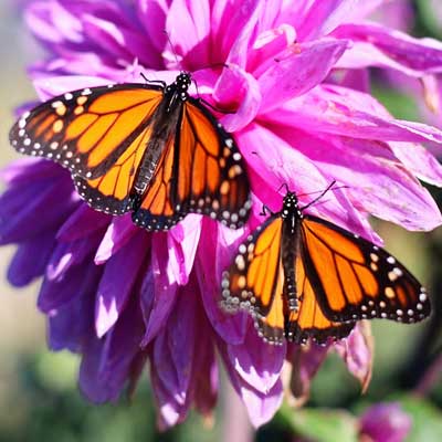 Monarch butterflies