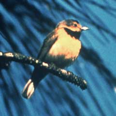 Bachman's warbler