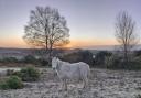 Frosty New Forest by Amanda Jane Norfolk