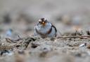 Snow Bunting. Picture by Jeremy Mayes