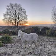 Frosty New Forest by Amanda Jane Norfolk