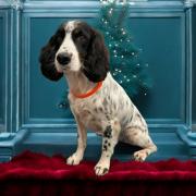 Pet groomers announces new site in Poole.