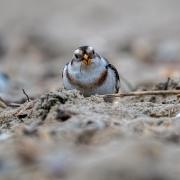 Snow Bunting. Picture by Jeremy Mayes