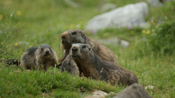 Eine Murmeltierfamilie. | Bild: BR/Jürgen Eichinger