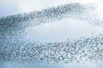 Bird murmuration pattern against the sky