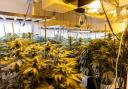 Police discover cannabis factory in Harvester Close, Greenleys