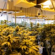 Police discover cannabis factory in Harvester Close, Greenleys