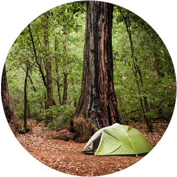 A green tent surrounded by redwood trees is pitched at a campsite in Big Basin Redwoods State Park.