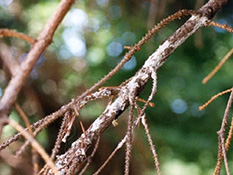 Canker disease on branch