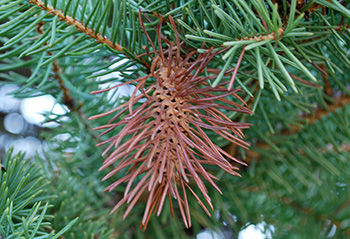 Cooley spruce adelgid gall