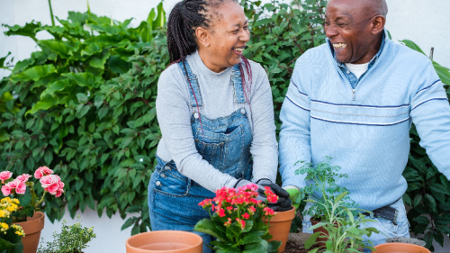  A senior couple doing a gardening activity at home to enjoy their retirement