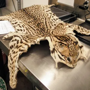 Nogales agriculture specialists intercept Ocelot skin.