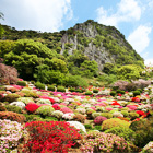 Flower Festival - Azalea, wisteria, spring maples