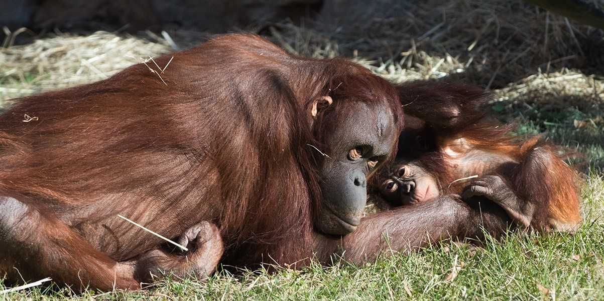 Orangutans (the name means “person of the forest” in the Indonesian and Malaysian languages) live on the Indonesian island of Sumatra and in both the Malaysian and Indonesian portions of the island of Borneo. They are the largest mammals that live primarily in trees, although they sometimes travel on the ground when searching for food and water when appropriate-sized branches are not available to reach their destination.  Their diet consists primarily of fruit, insects, and flowers and they remember their feeding sites. Orangutans are the most solitary of the great apes.  (Photo courtesy of the Smithsonian National Zoo)