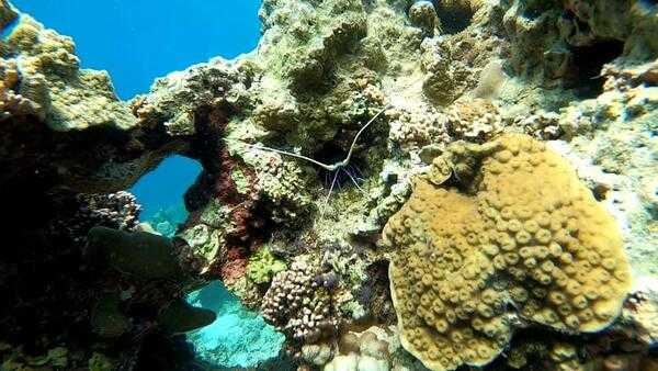 Djibouti's location adjacent to the Red Sea makes it an ideal base to explore the area's abundant sea life. The Gulf of Tadjoura and the Seven Brothers Islands off Djibouti are home to coral reefs and an array of marine creatures.