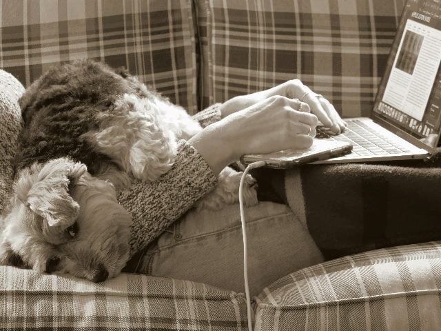 Dog laying on person on laptop on couch.