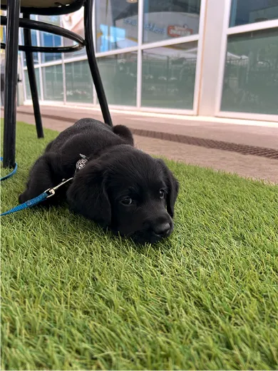 A picture shows a future guide dog puppy on a patch of indoor grass.