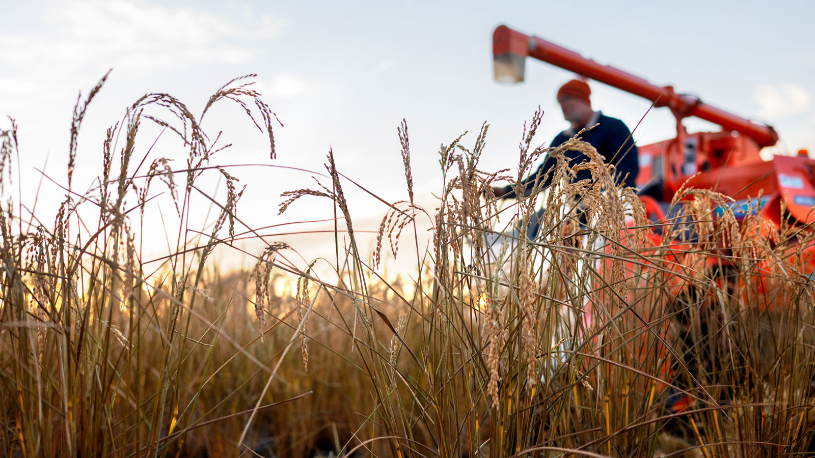 Cornell Cooperative Extension is helping New York state farmers learn how to grow rice.