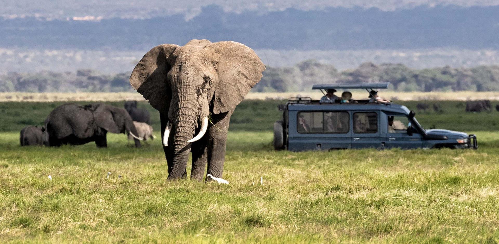 Kenya Elephant