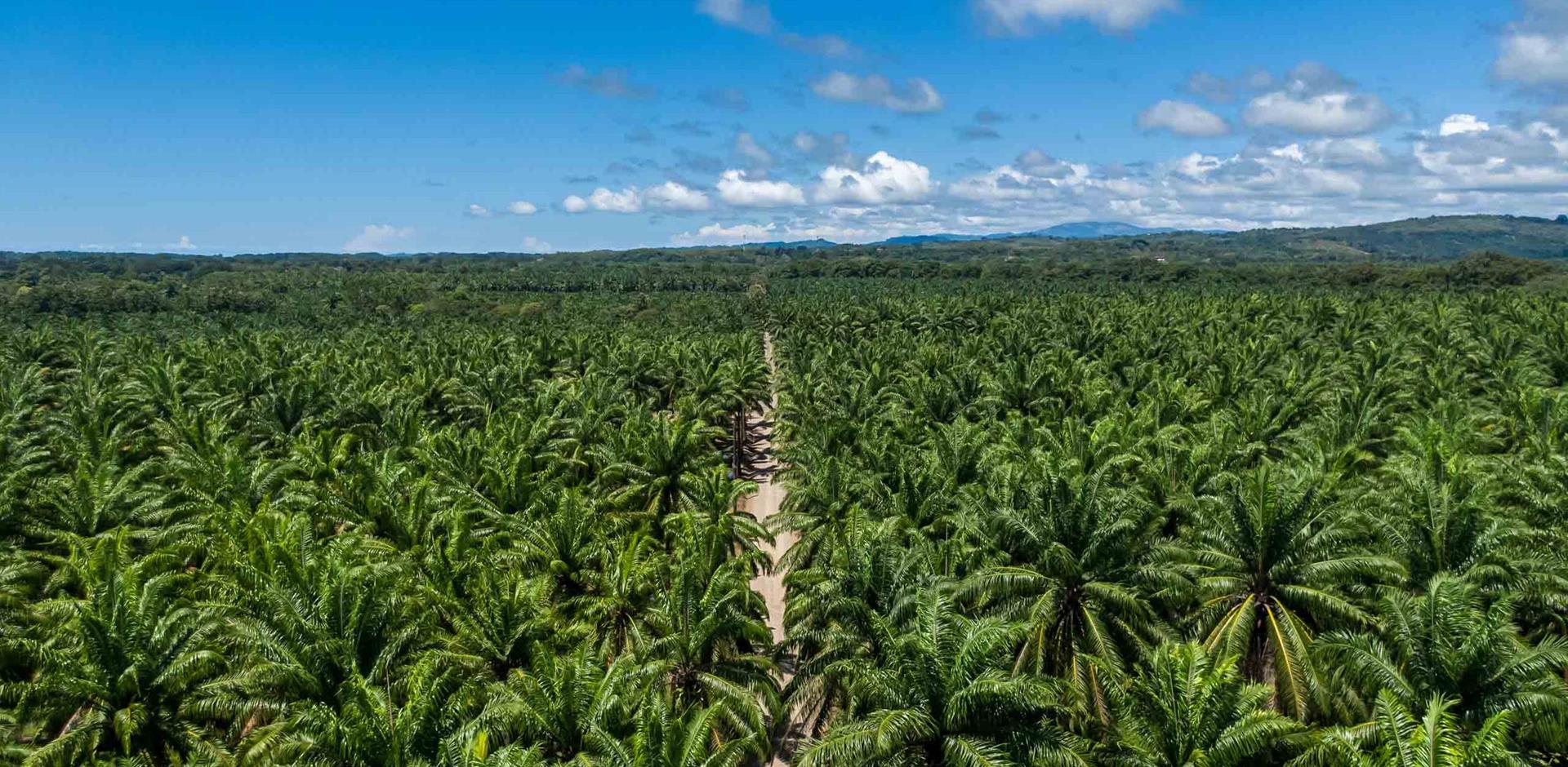 Palm-tree lined road Costa Rica