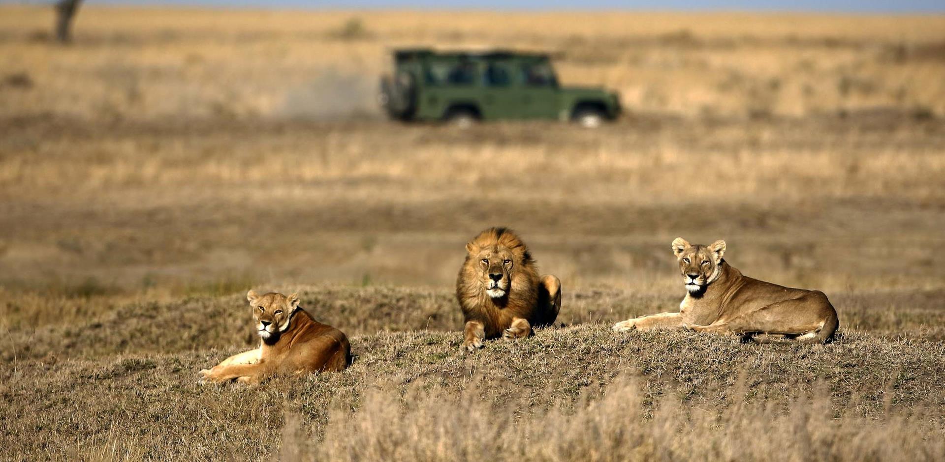 Lions, Africa