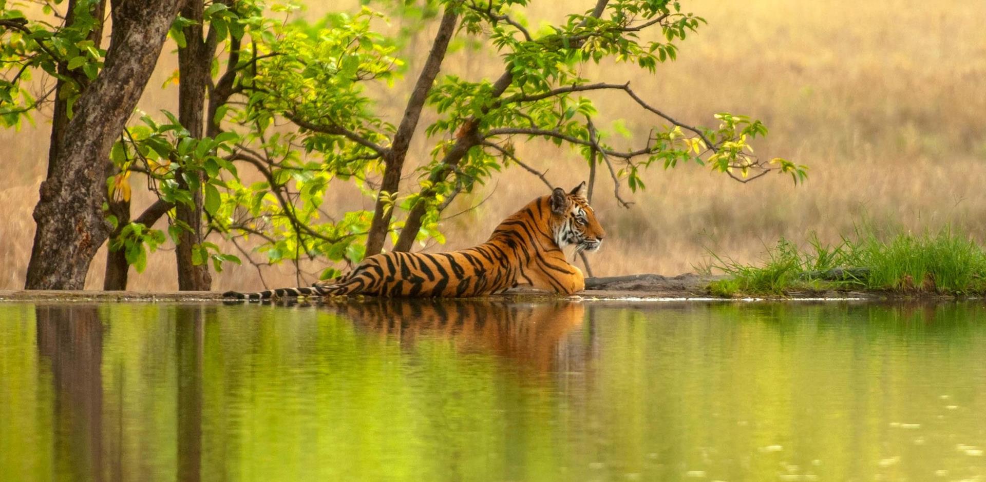 Tiger, Ranthambore National Park, India