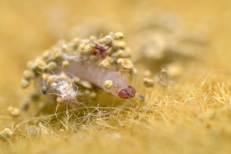 Moth larvae on yellow fabric.