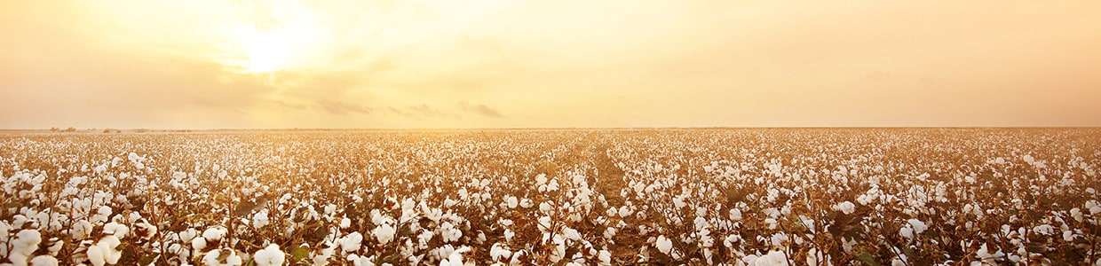 Cotton field