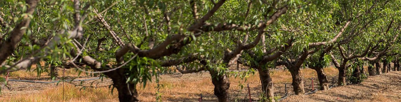 john deere tractor in an orchard