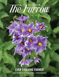 Closeup of purple flowers with yellow centers