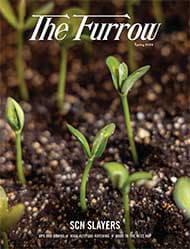 Closeup of green plant sprouts in soil