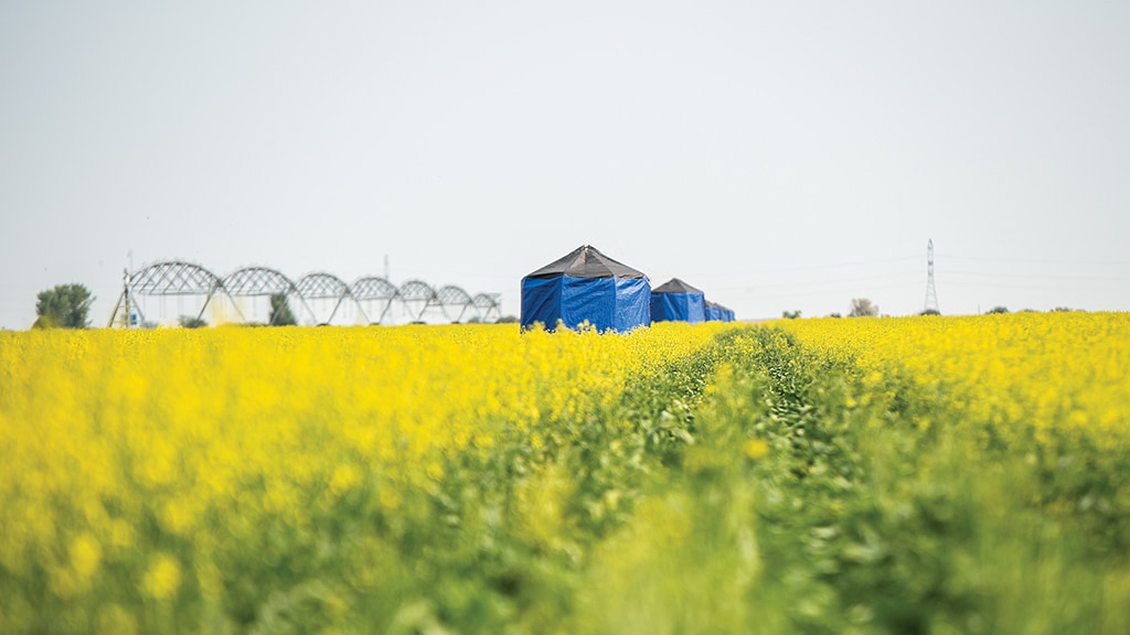 Long view of canola field with bright yellow flowers and blue-sided grey-topped plastic tents with center-pivot irrigation system in the background