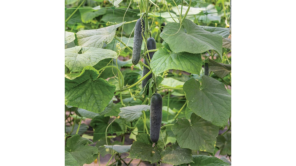 Closeup of cucumbers growing on a vine