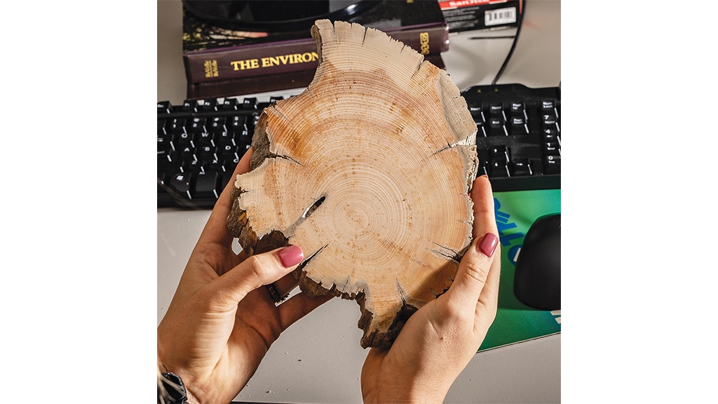 Closeup of a tree ring held in two hands above a computer desk with a keyboard and mouse