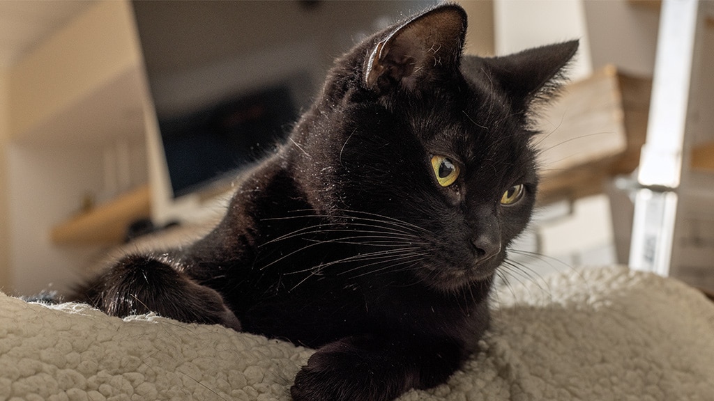 Closeup of a black cat's face 