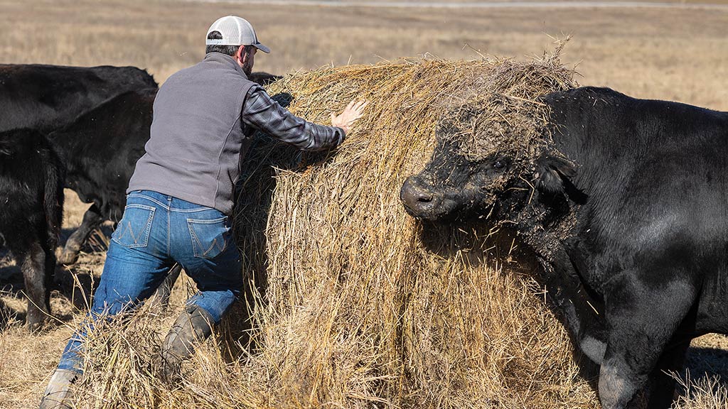 Person with a bale of hay next to cows