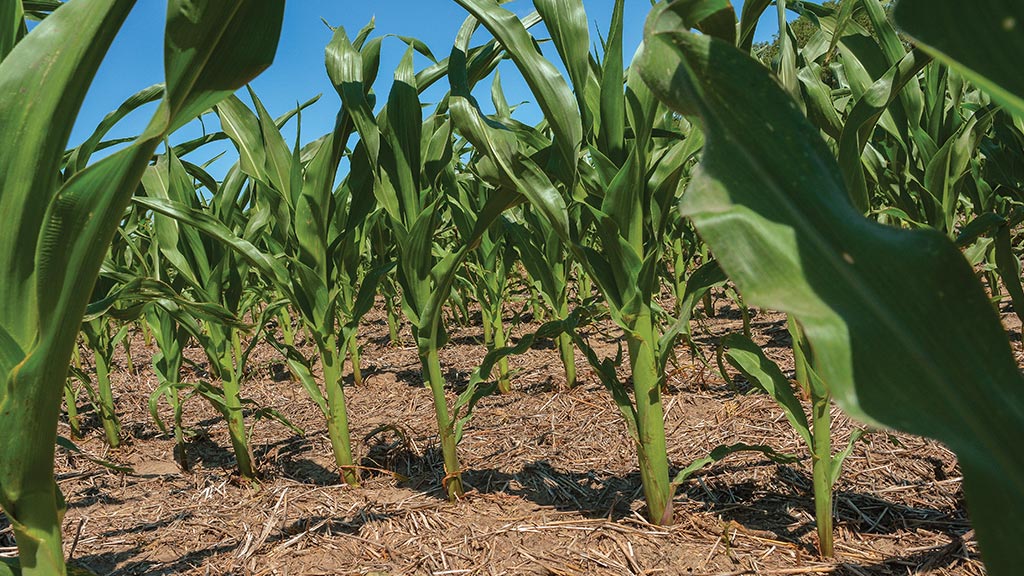 Young corn plants growing in the ground covered with hay straw