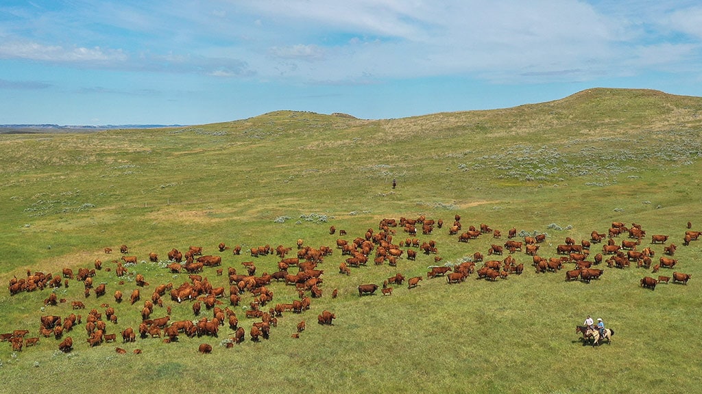 Aerial view of a herd of red cattle with two cowboys in the foreground on a hillside