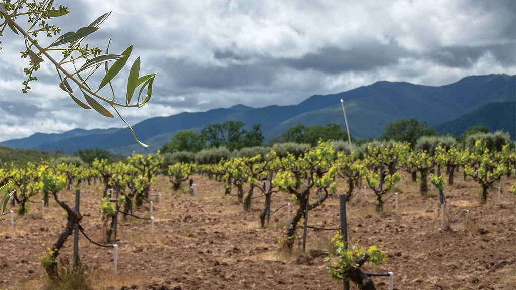 Rows of wine grape vines with green mountains in the distant background