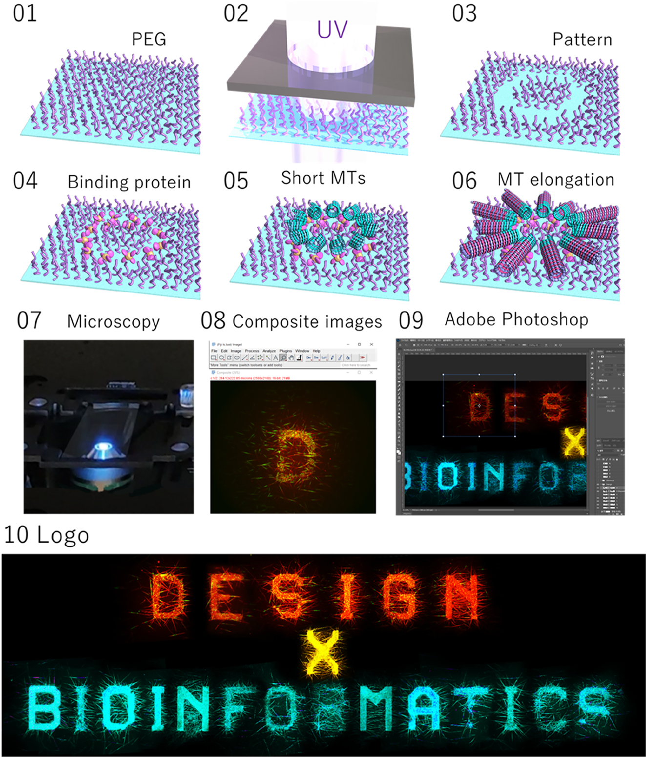 Figure 1: 
The creation of the workshop logo: the workshop logo was created using the micropatterning technique of microtubules (MTs) on a glass substrate grafted with polyethylene glycol (PEG) (steps 01 to 06). Partial removal of PEG by UV irradiation via a photomask enables patterning of microtubules on the glass surface. Images of the microtubule letter patterns were captured under a fluorescence microscope (step 07), followed by image processing in image J and adobe photoshop to create the final logo image (steps 08 and 09).
