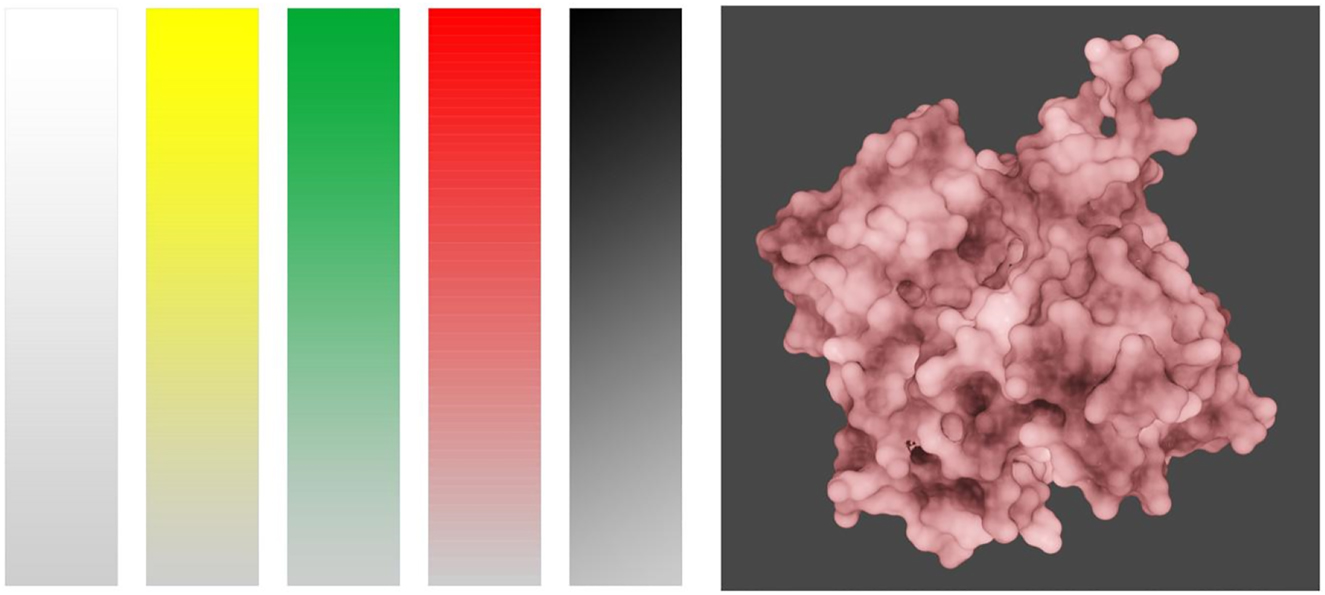 Figure 5: 
Colors in the representation of biological structures: molecular structures and their intensity – each color can have a range of intensity (left), which can be used to represent properties expressed by a continuum (right), here: an actin monomer (©2022 Zoppè et al., CC BY 4.0 [12]).
