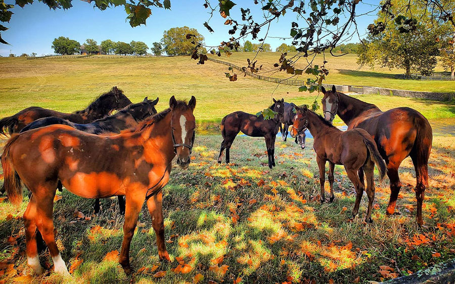 Horses at farm